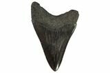 Fossil Megalodon Tooth - North Carolina #108906-1